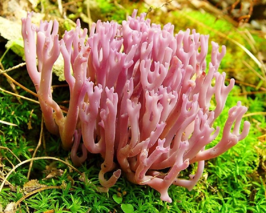 Clavulina amethystina— Рогатик аметистовый