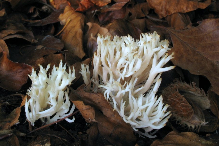 Клавулина гребенчатая Clavulina cristata