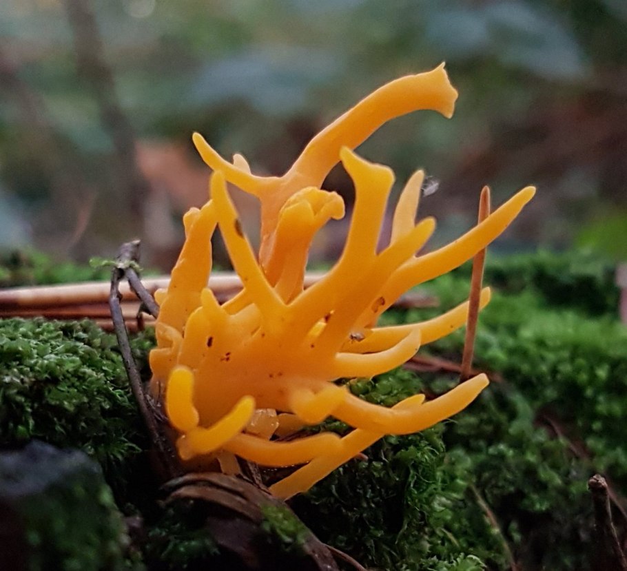 Калоцера клейкая calocera viscosa