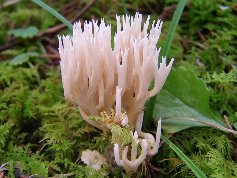 Рогатик коралловидный