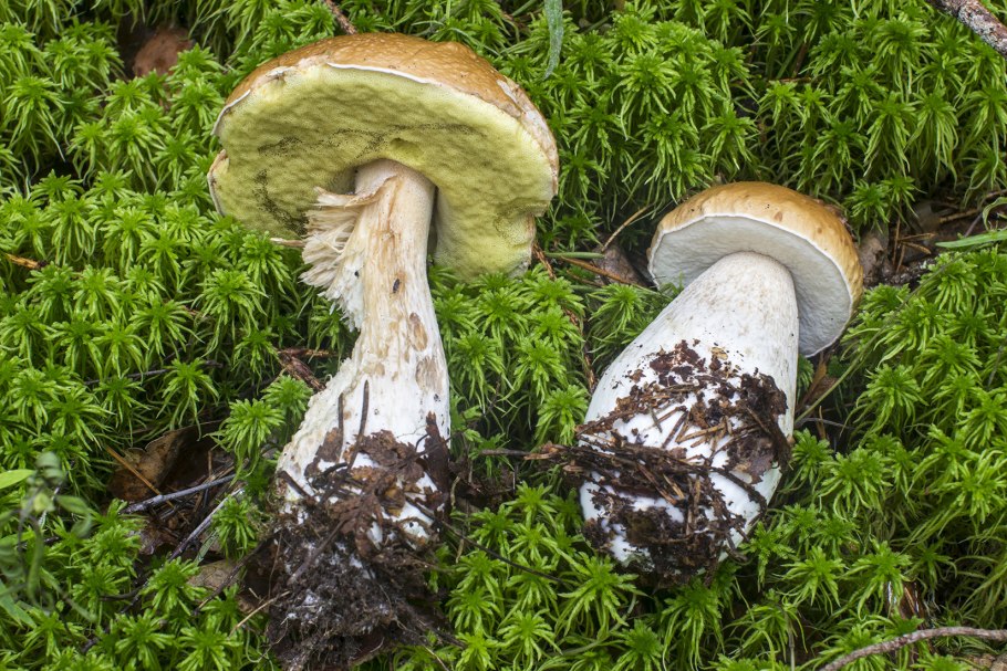 Моховик бархатный гриб