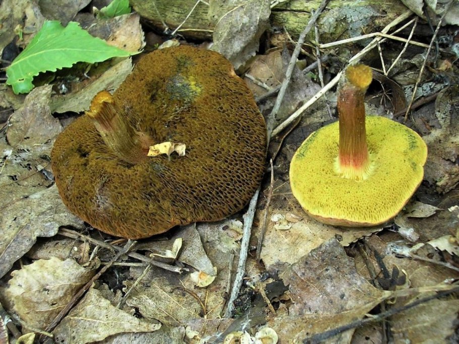 Моховик зеленый Xerocomus subtomentosus