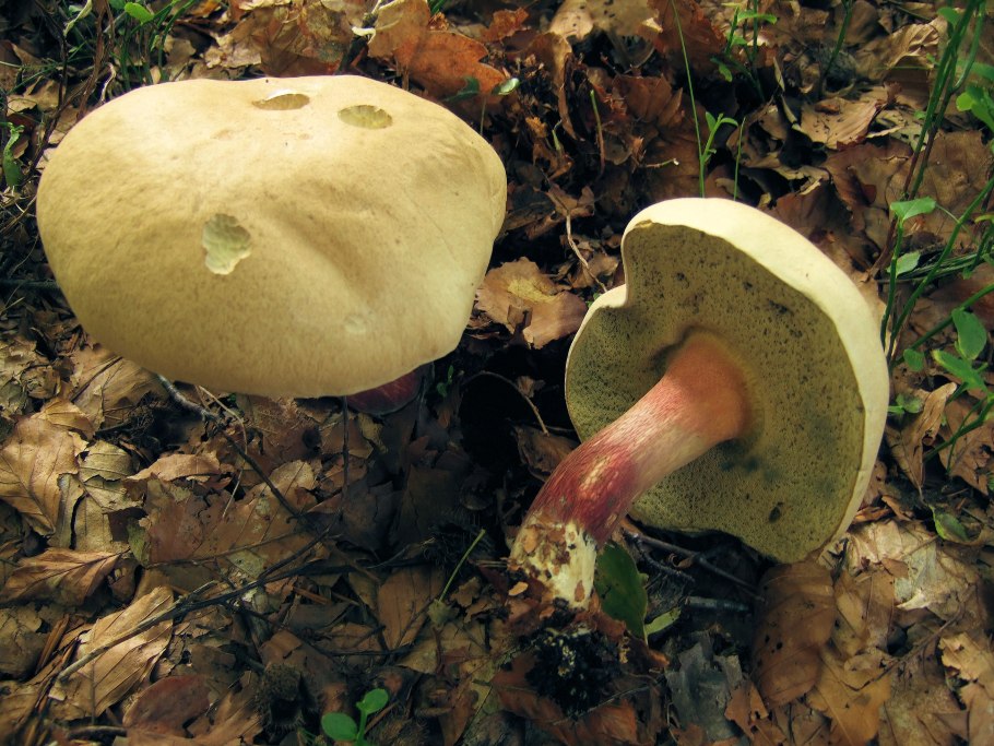 Боровик несъедобный boletus calopus