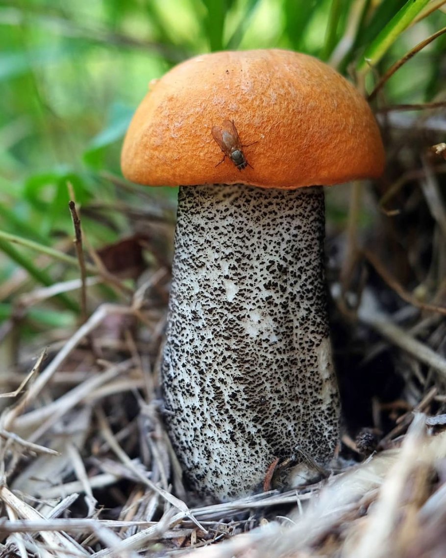 Гриб болотник