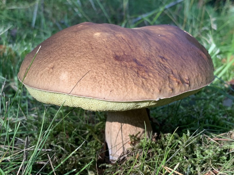 Моховик черноголовый