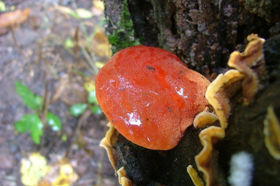 Гриб трутовик лакированный