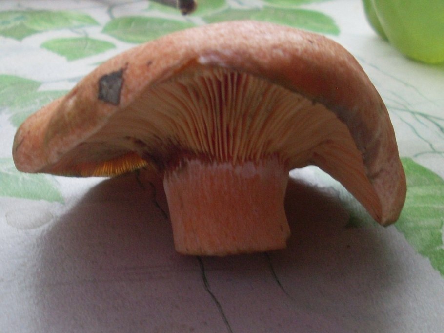 Трутовик уховидный