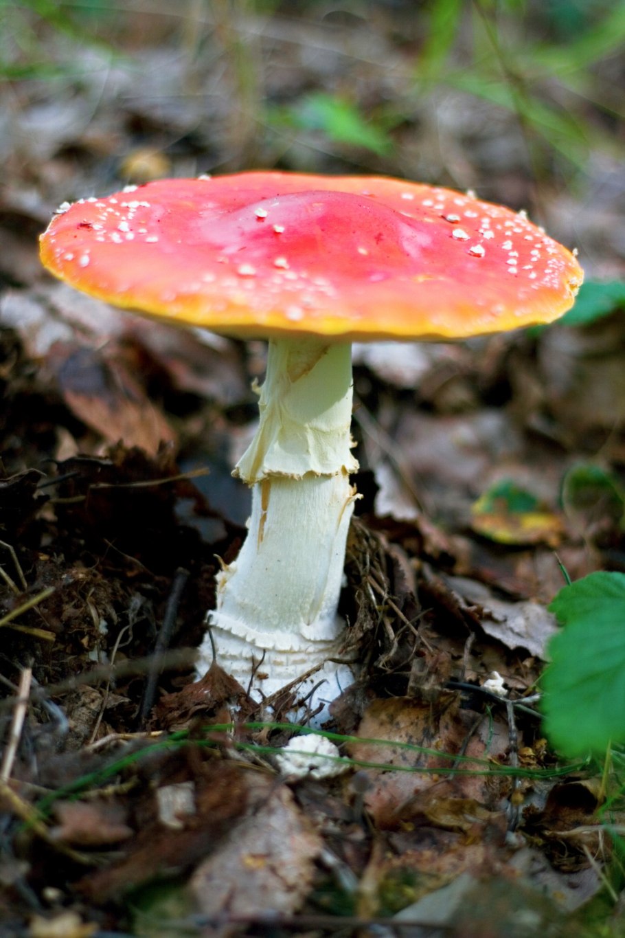 Огромный красный гриб