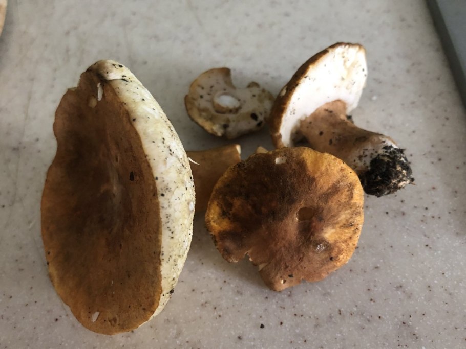 Китайские Лесные грибы