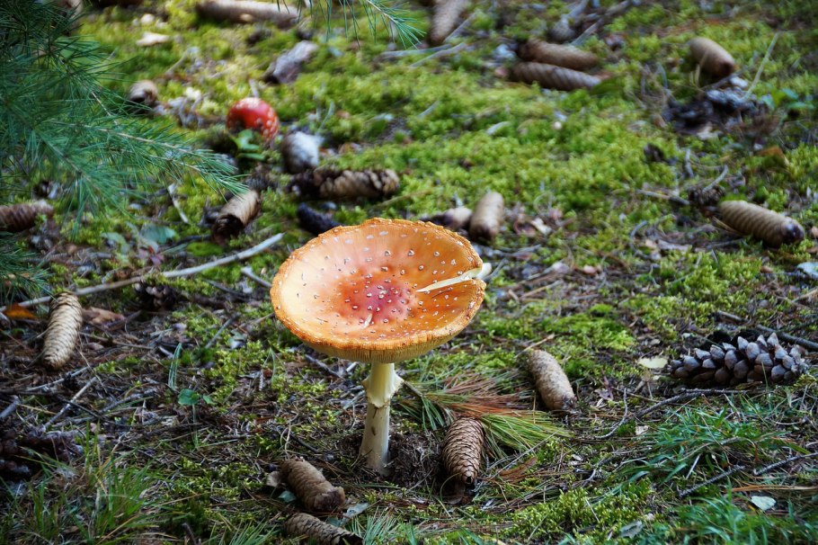 Boletus pulcherrimus