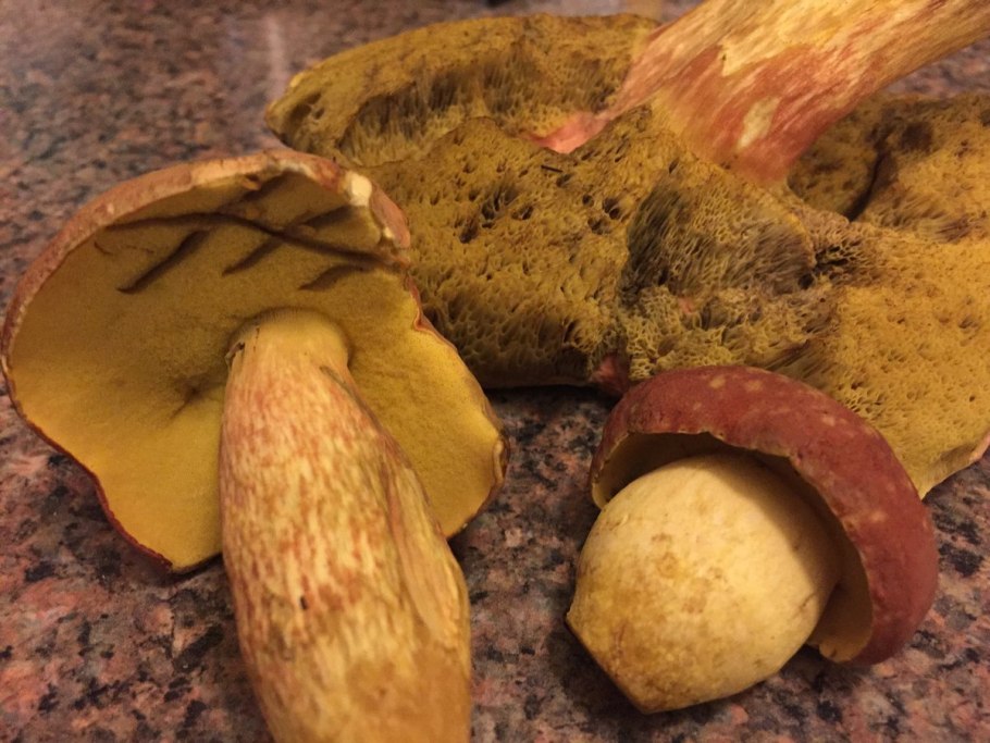 Боровик несъедобный Boletus calopus