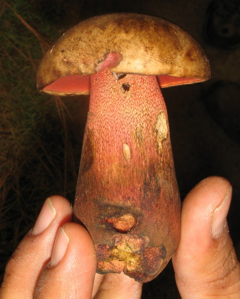 Boletus pulcherrimus