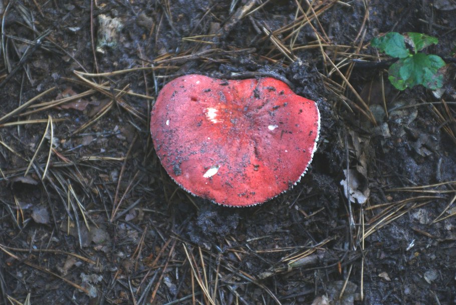 Красный гриб с блестками