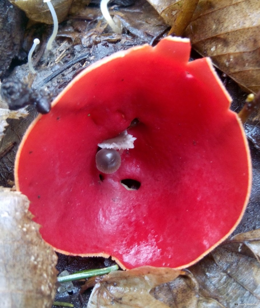 Грибы на трухлявых деревьях