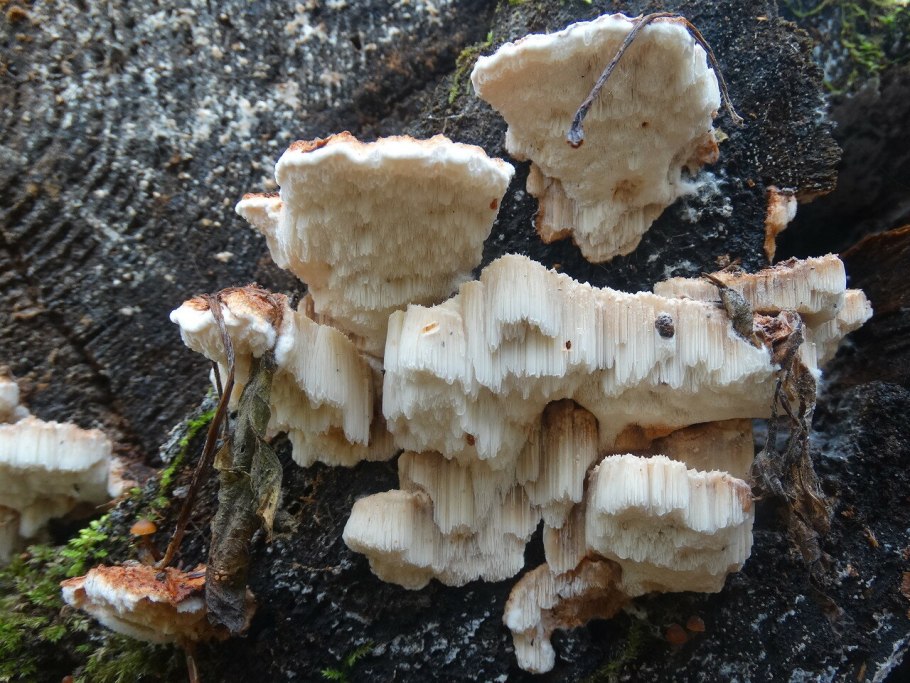 Parmastomyces mollissimus