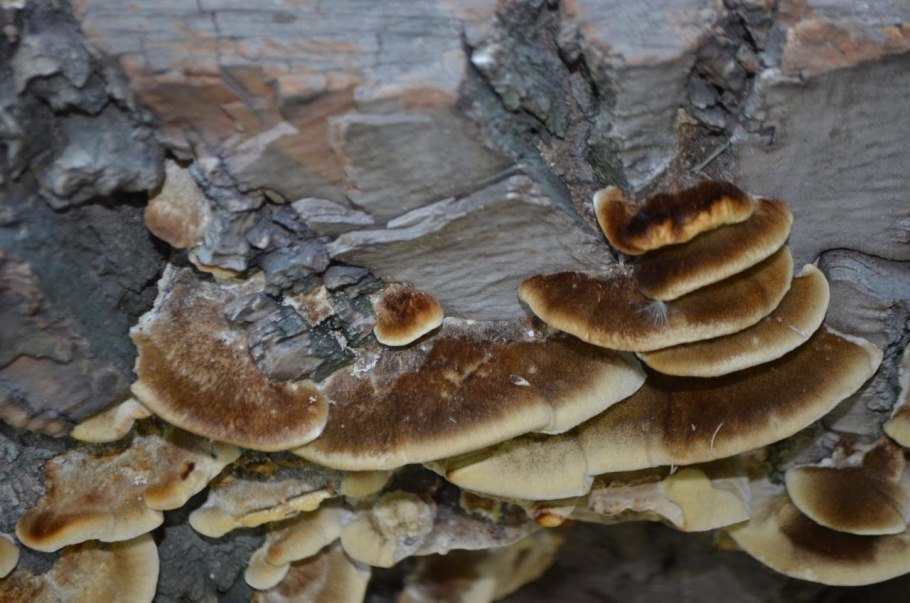 Гриб трутовик дымчатый