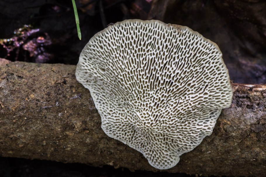 Дедалеопсис трутовик