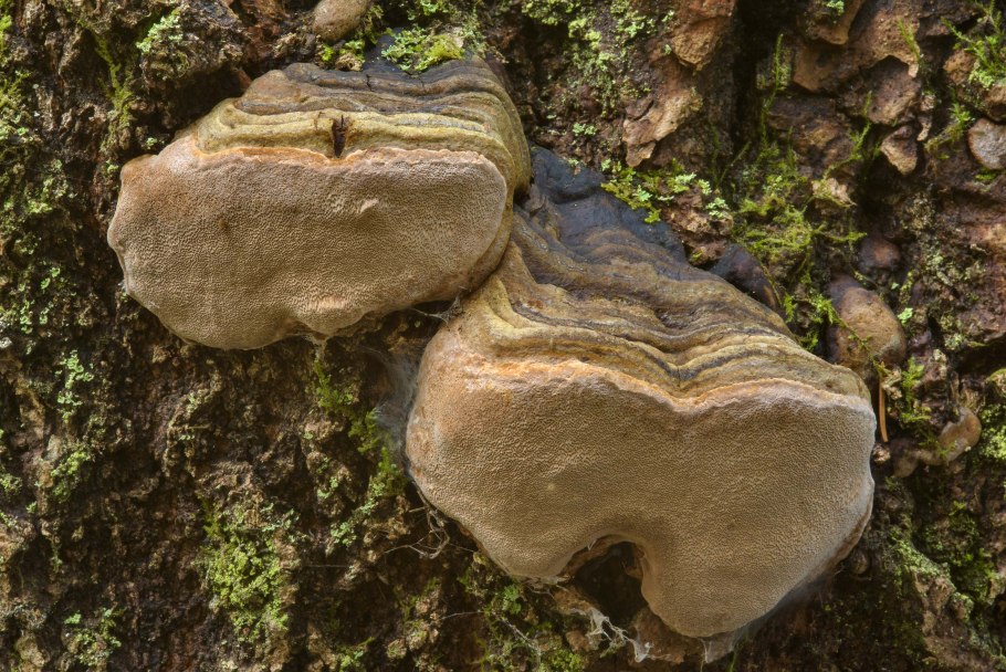 Трутовик сернисто жёлтый