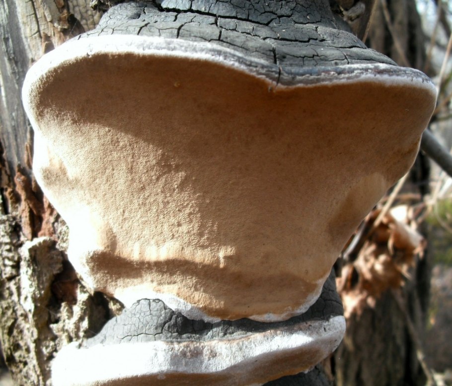 Phellinus igniarius