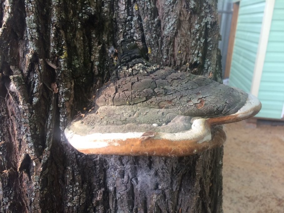 Вешенка покрытая Pleurotus calyptratus