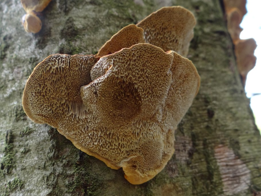 Phellinus tremulae