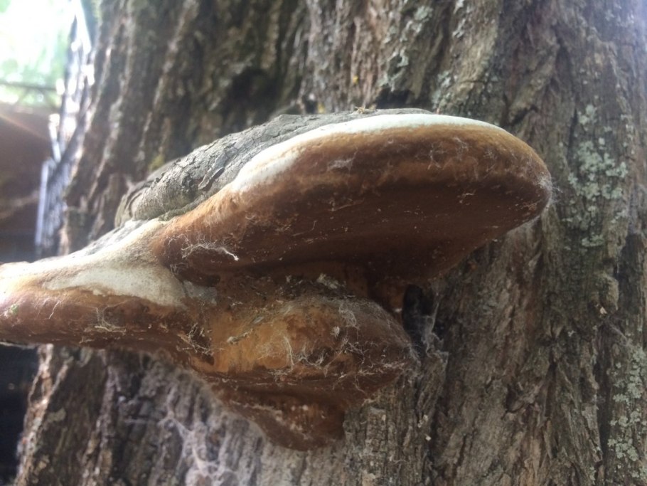 Трутовик белый