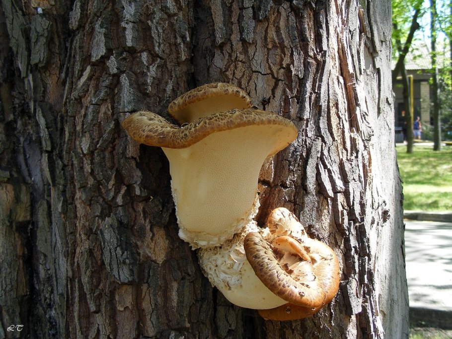 Древесный гриб рейши