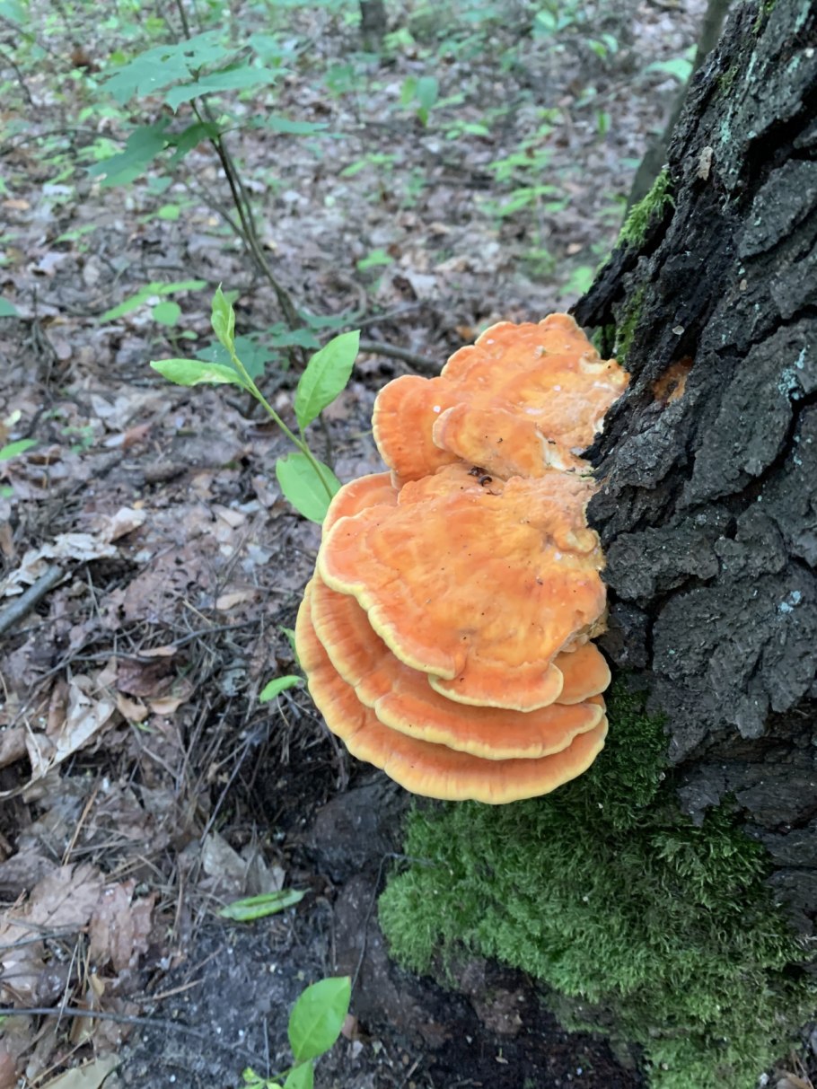 Трутовик серно-желтый Laetiporus sulphureus