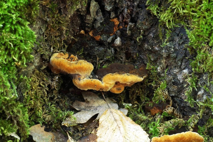 Кленовый трутовик