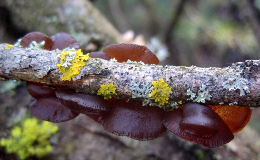 Трутовик серно-желтый на пне