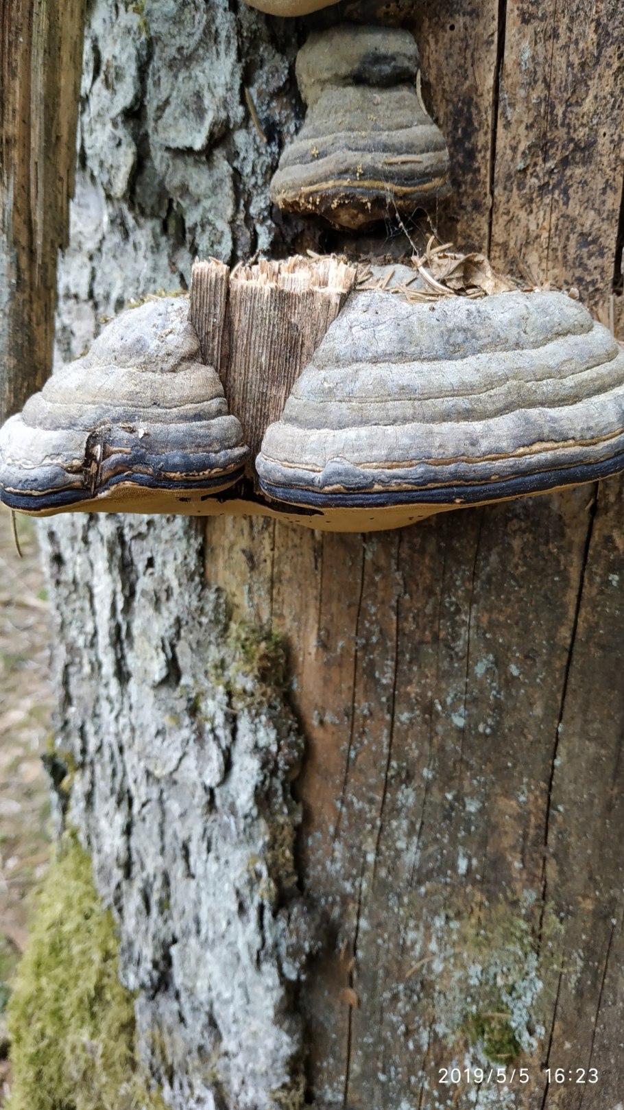 Трутовик сапрофит