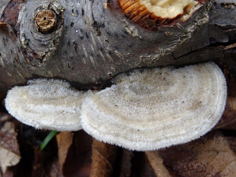 Стереум морщинистый