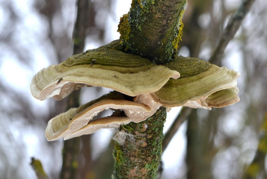 Феллинус раковинообразный