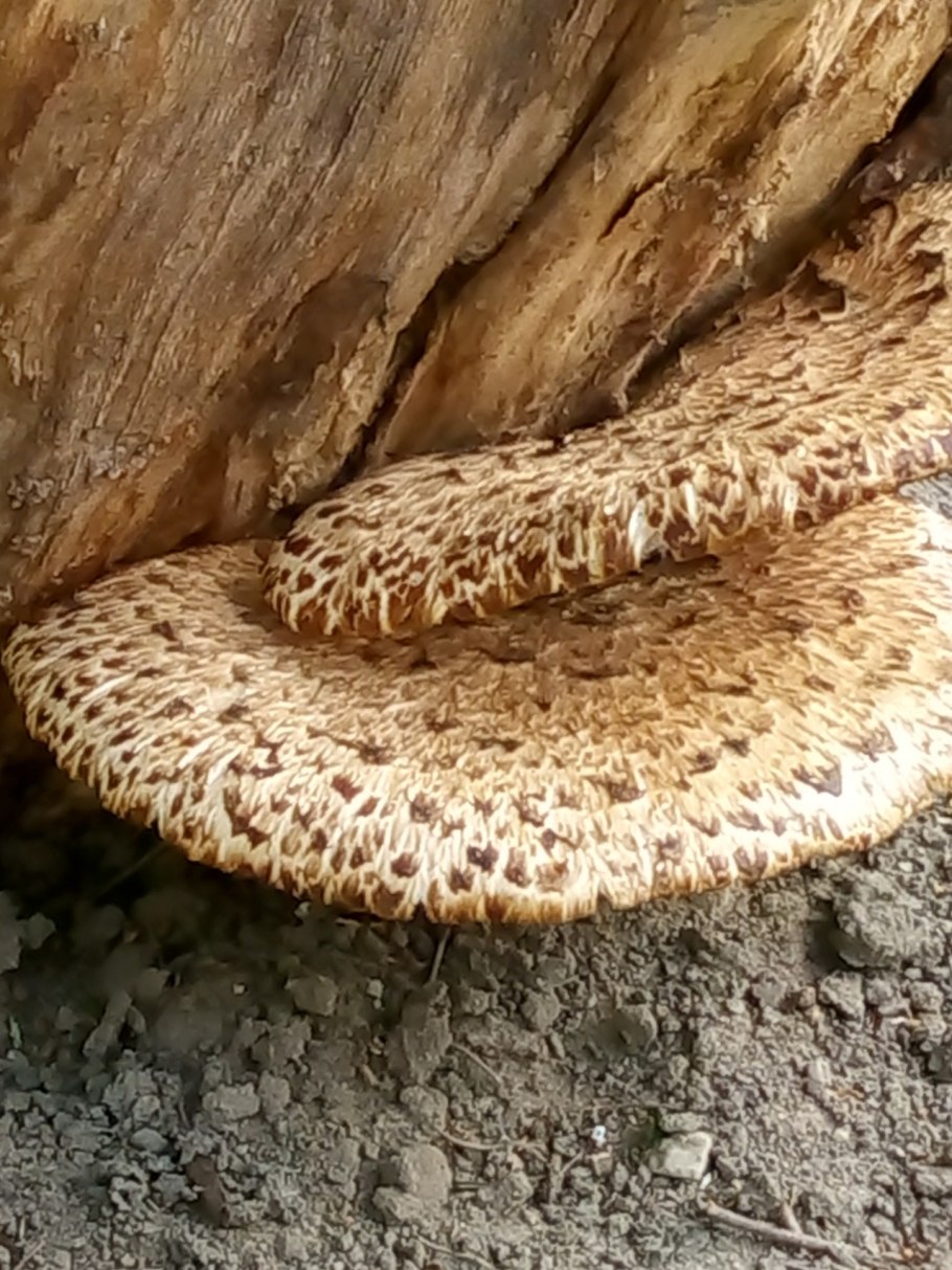 Трутовик чешуйчатый