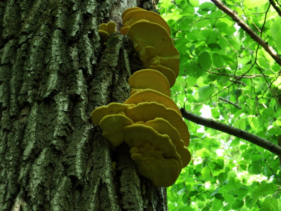 Oligoporus stipticus