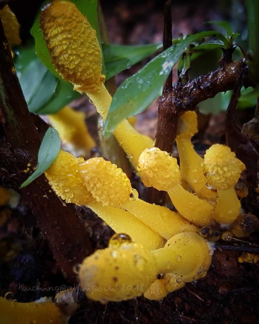 Белонавозник Бэдхэма