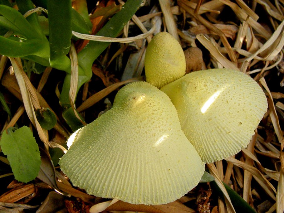 Белонавозник Бэдхэма