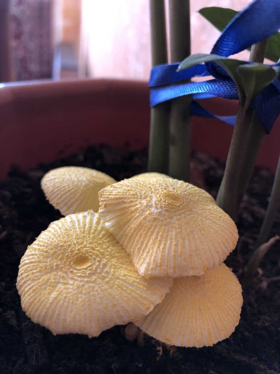 Leucocoprinus birnbaumii