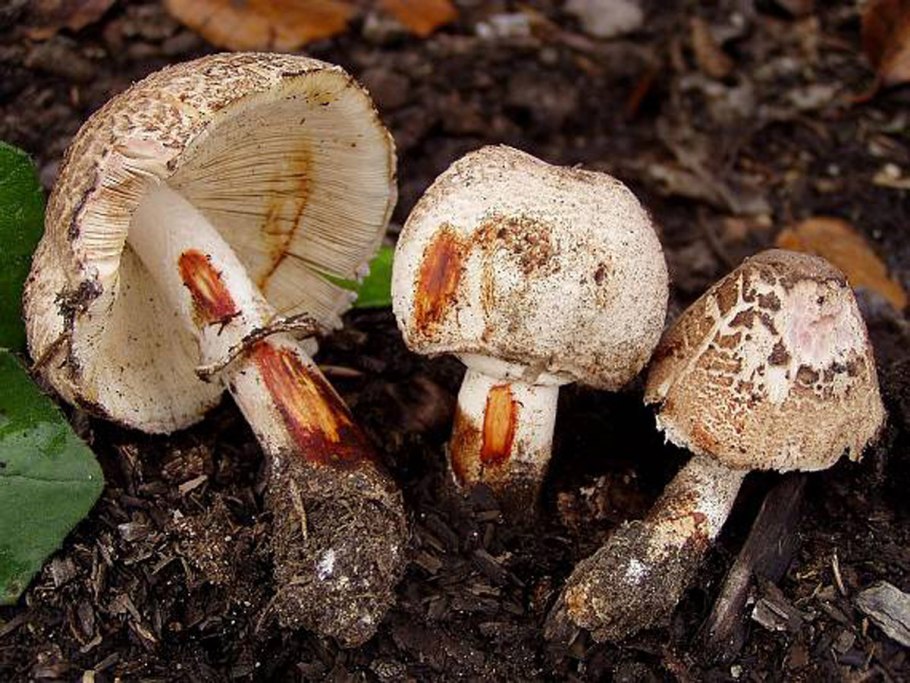 Белонавозник Бирнбаума