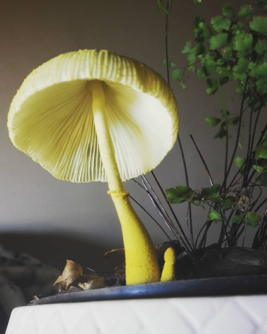 Белонавозник Бирнбаума