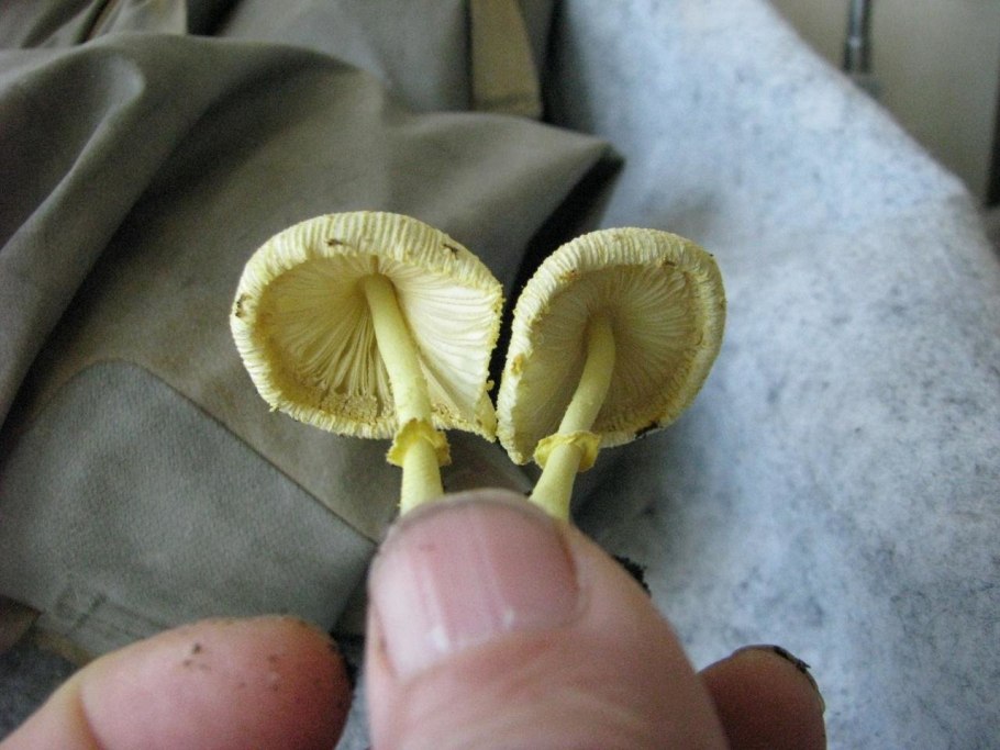 Белонавозник Бирнбаума