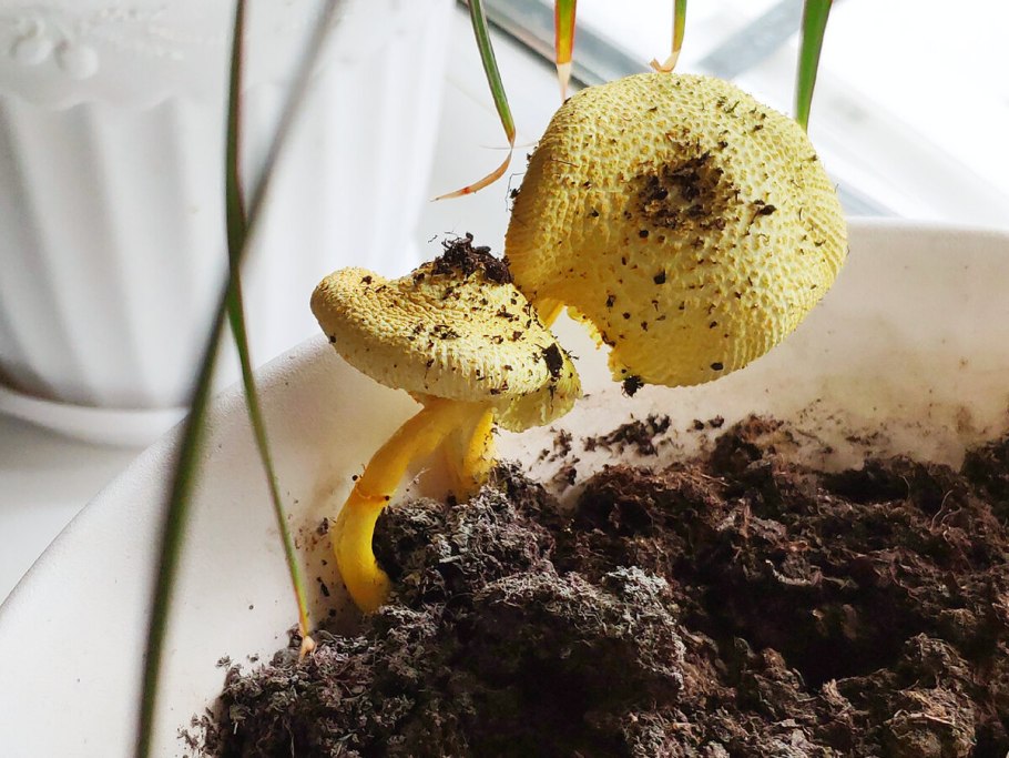 Leucocoprinus badhamii