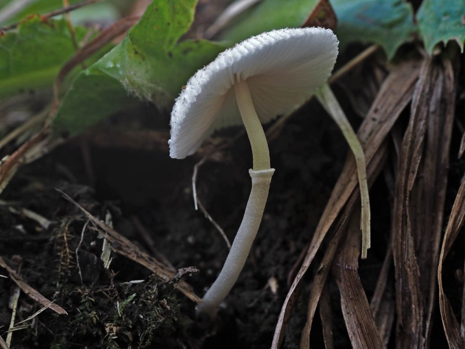 Белонавозник Бирнбаума