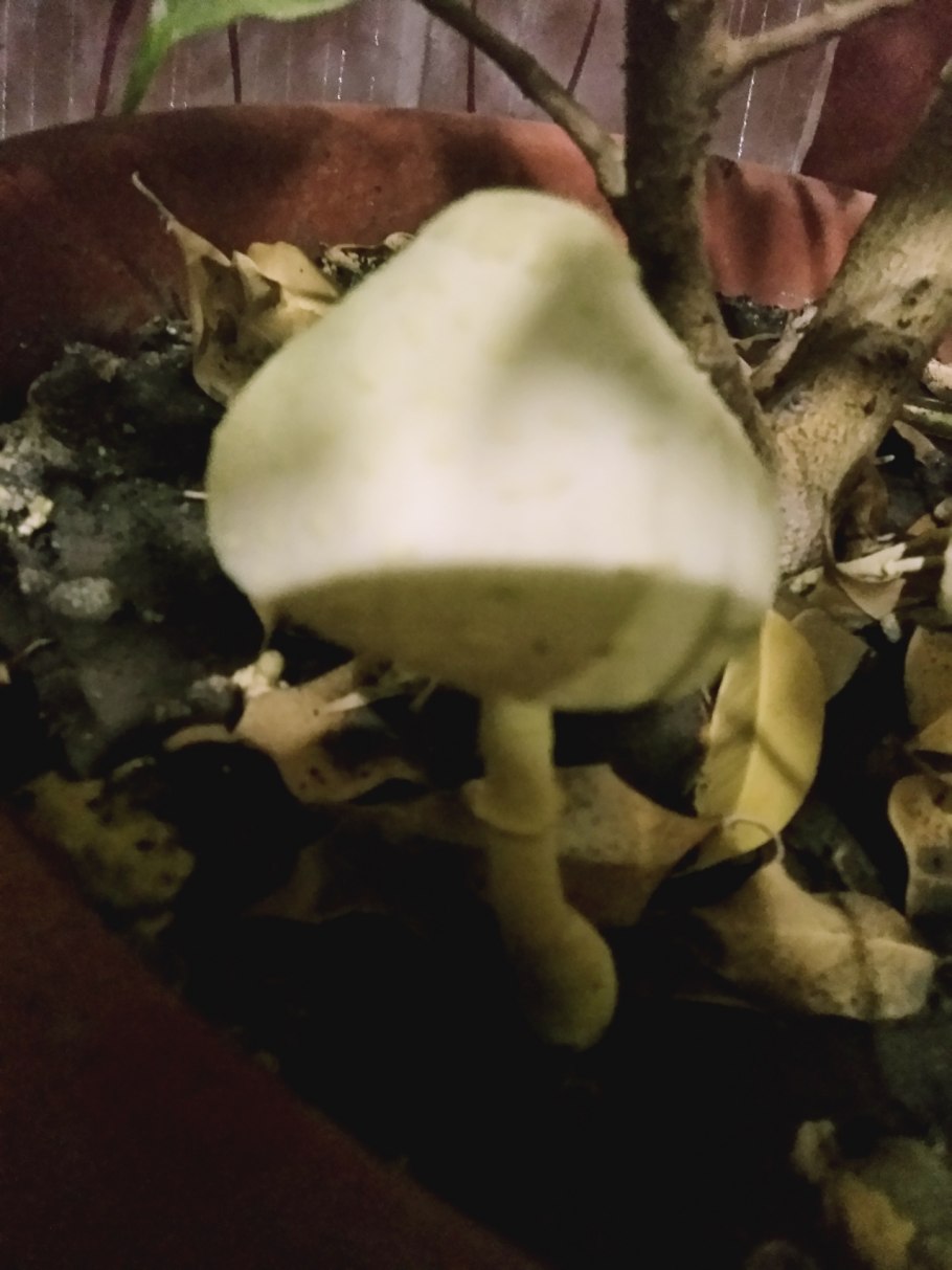 Гигроцибе красивая