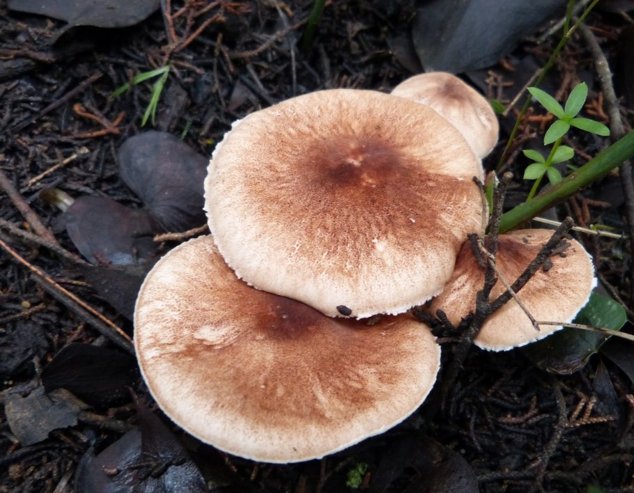 Белонавозник Бэдхэма