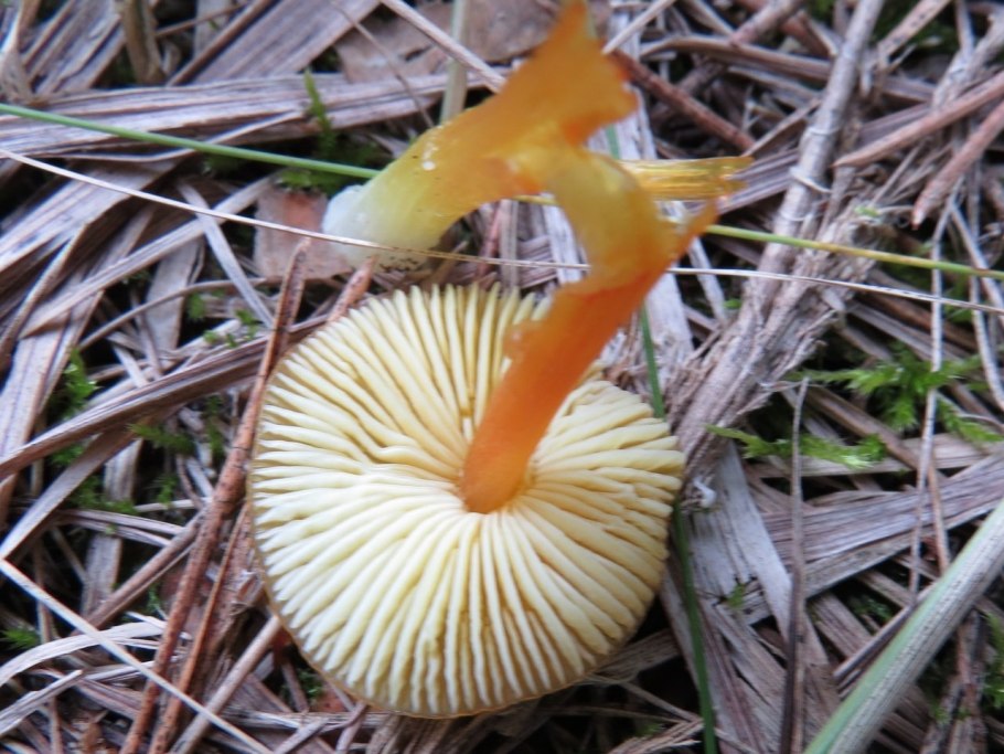 Белонавозник Бирнбаума