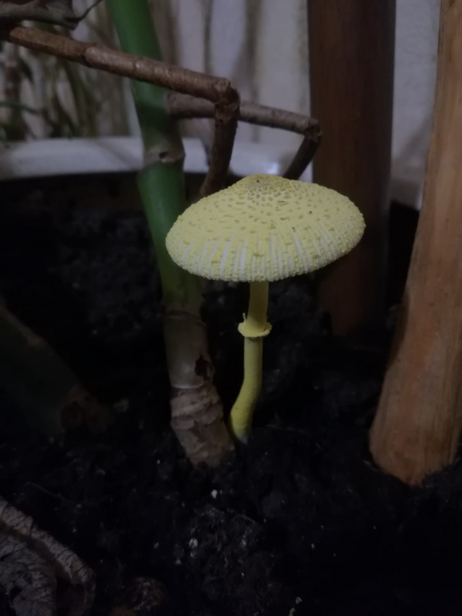 Лепиота Leucocoprinus