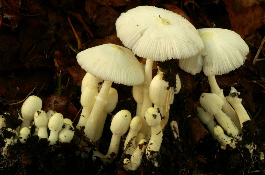 Белонавозник Бэдхэма