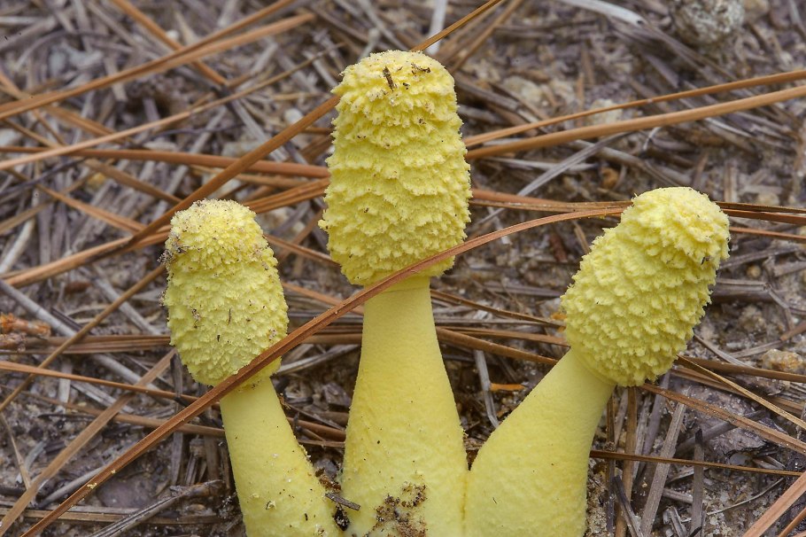 Leucocoprinus birnbaumii