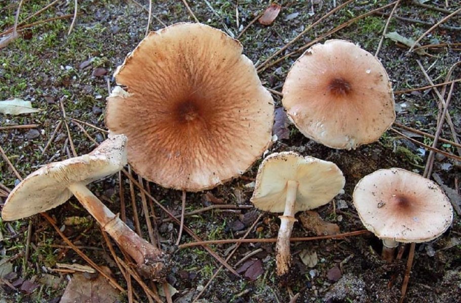 Чешуйчатка травяная Phaeolepiota Aurea